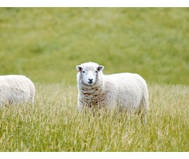 Les animaux doivent être étourdis avant d'être abattus !