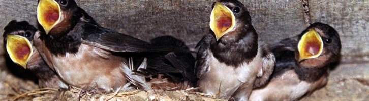 La justice protège aussi les oiseaux !