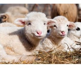 Le bienêtre animal justifie-t-il une limitation de la liberté de religion ?