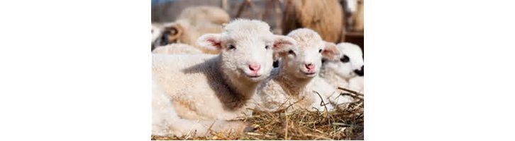 Le bienêtre animal justifie-t-il une limitation de la liberté de religion ?