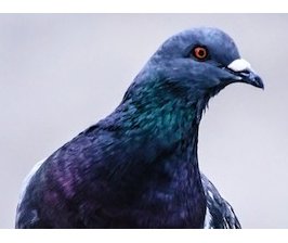 Pour ne pas se faire pigeonner !