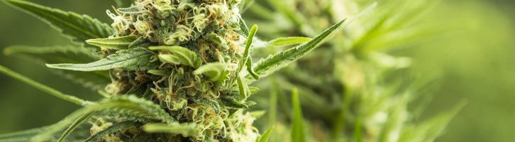 Posséder du cannabis est toujours punissable !