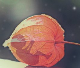 L'avortement, un droit loin d'être universel