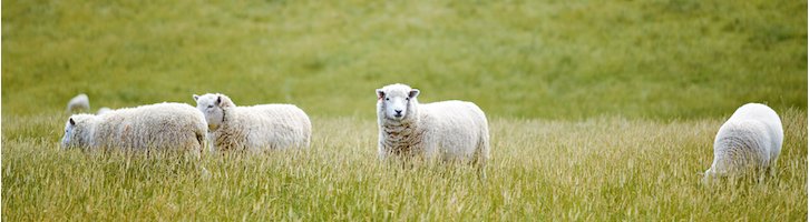 Les animaux doivent être étourdis avant d'être abattus !