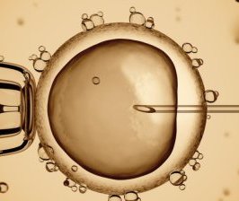 Le père « intentionnel » est le père légal !