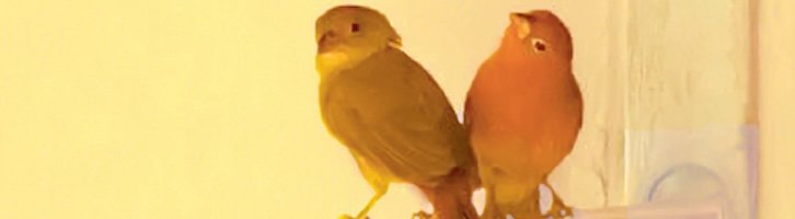 Nous avons lu « Deux innocents », d'Alice Ferney